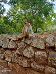 Monkey