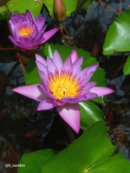 Blue lily
