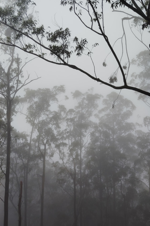 Misty Woods