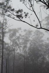 Misty Woods