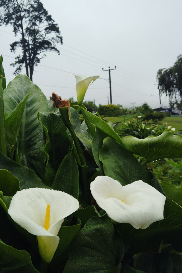Touched by Rain