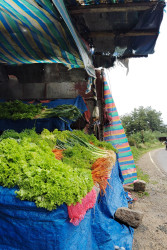 Colors of Harvest