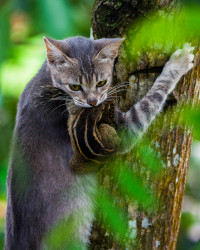 cat