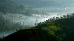 Mist