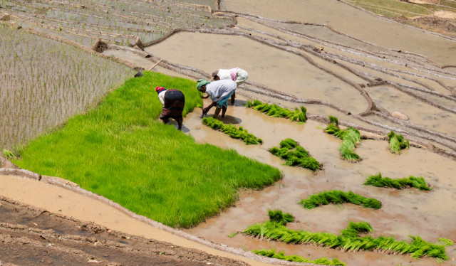 Paddy Field