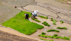 Paddy Field