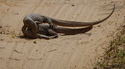Reptile Play