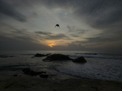 Flight into Dusk