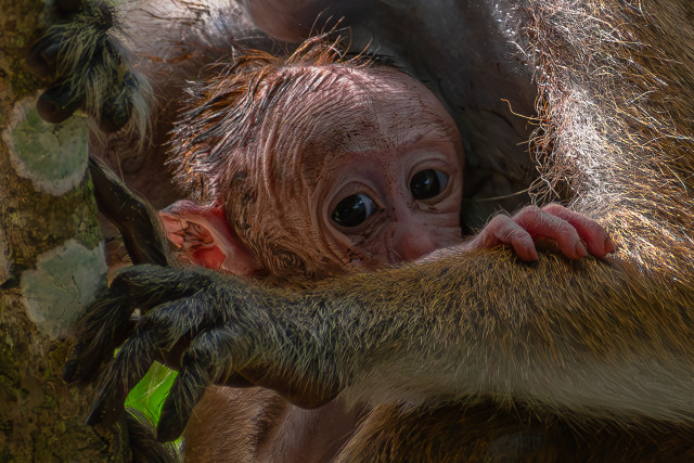 New born