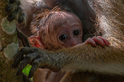 New born
