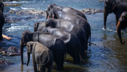 Gentle Giants