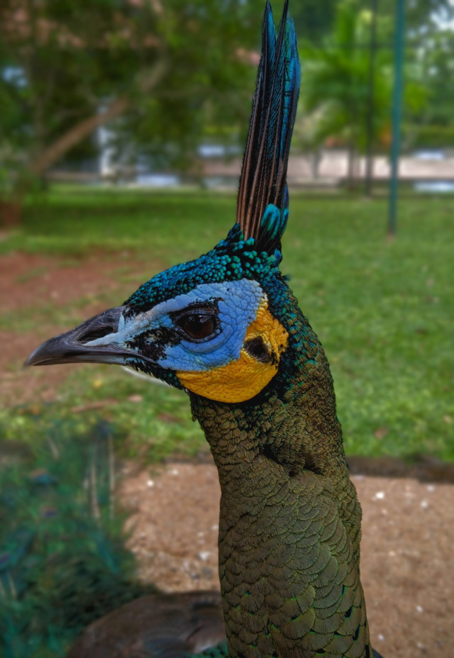 NW AbheethaImesh 02 Peacock