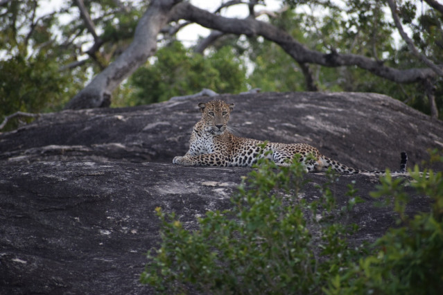 Leoprad resting