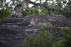 Leoprad resting