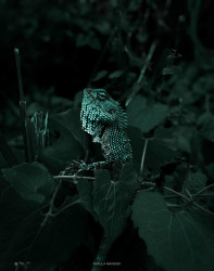 Curiosity of Nature