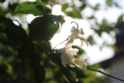 Whispers of sunshine through etteriya petals , nature’s gentle reminder of calm and beauty....
