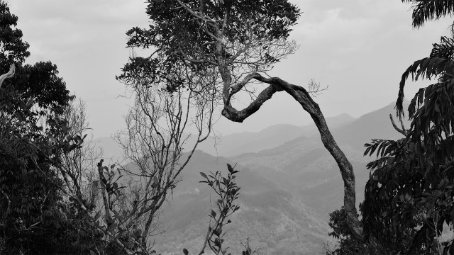 Tree at End