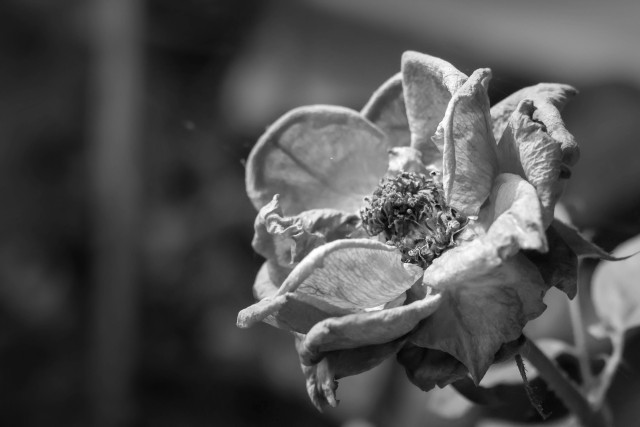 Fading Glory