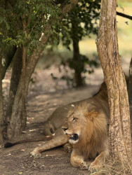 Nature with Wild animals