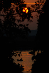 Through the Leaves of Silence