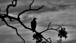 The Eagle