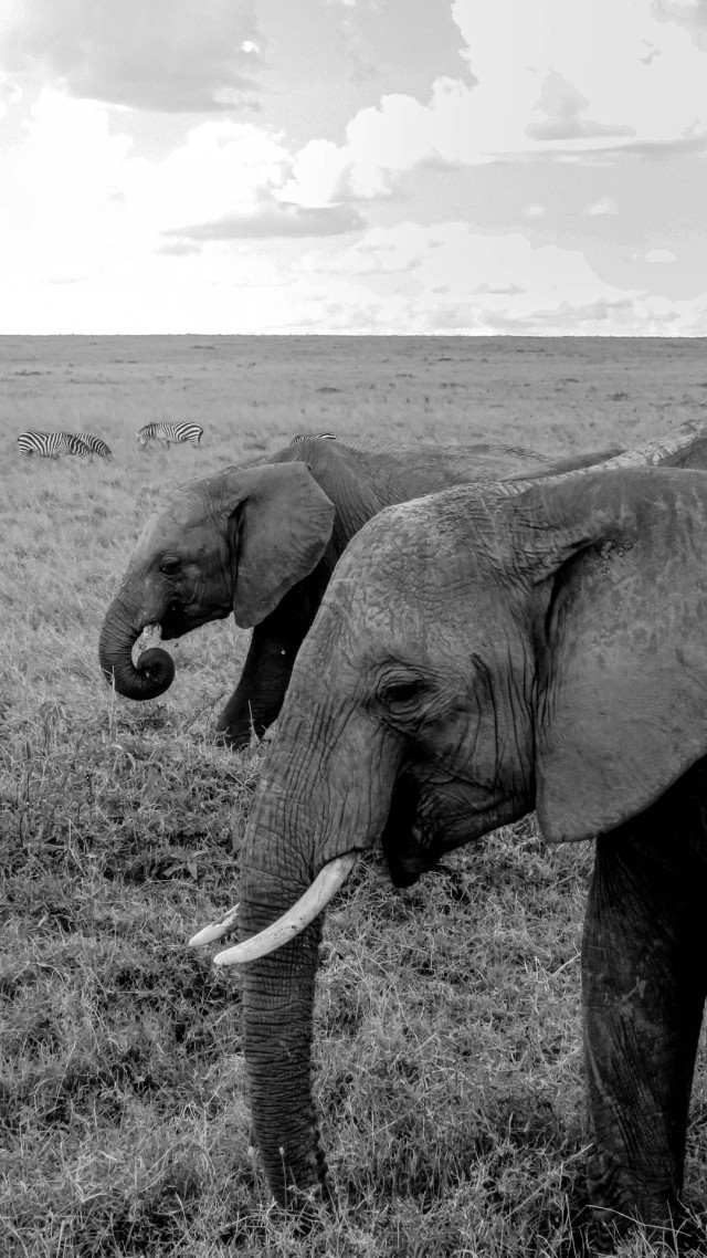 Wrinkled giants