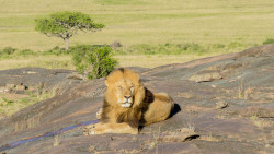 Pride
