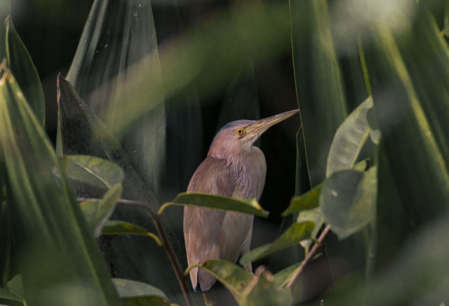 Hiding