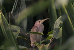 Hiding