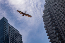 City Flight
