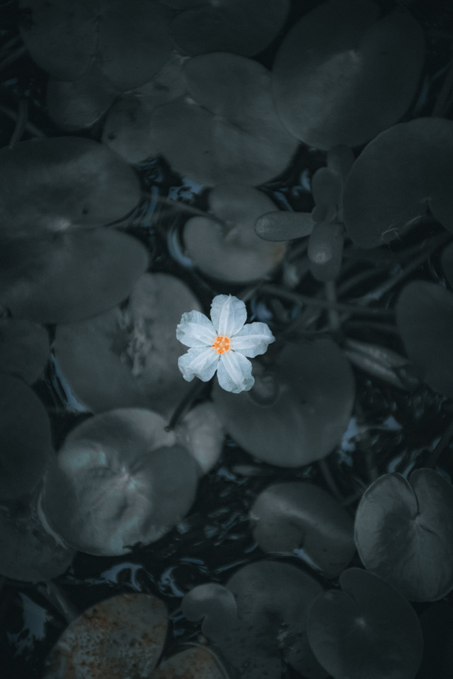 Beauty Of Loneliness