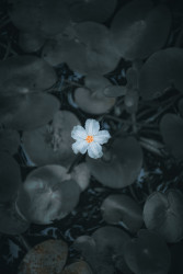 Beauty Of Loneliness