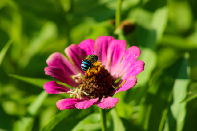 Nectar Hunt