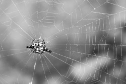 Spider web