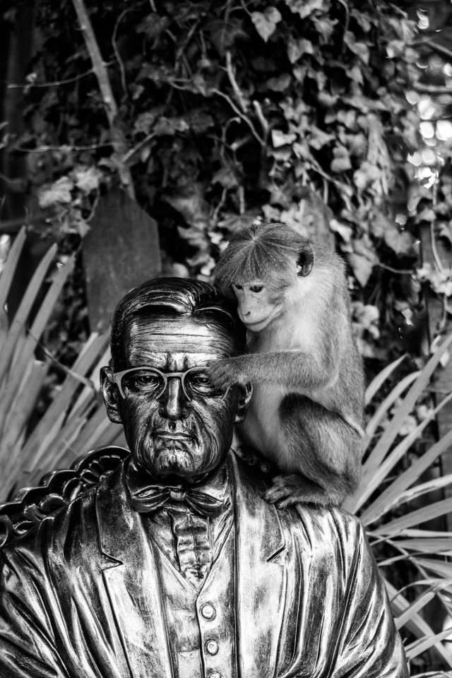 M Vihanga Randula 02 Monkey
