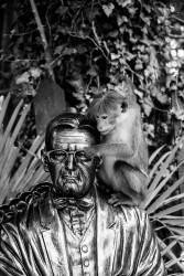 M Vihanga Randula 02 Monkey