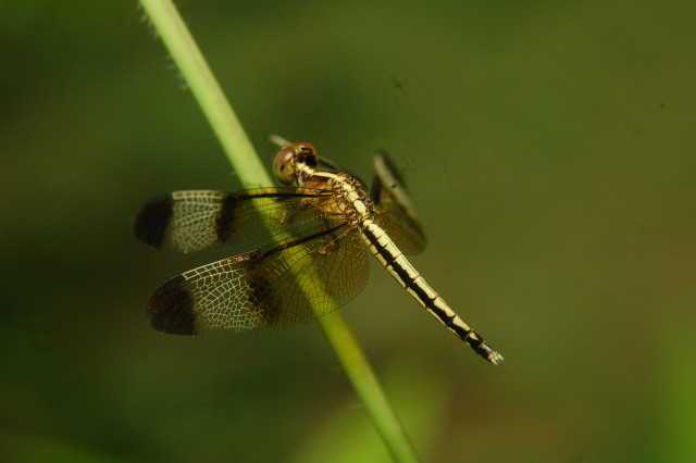 Draganfly