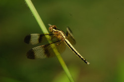 Draganfly