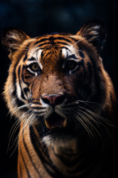 Fierce Gaze