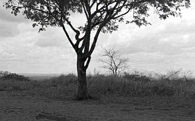 Whispers of Solitude