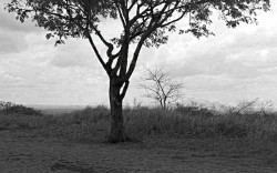 Whispers of Solitude