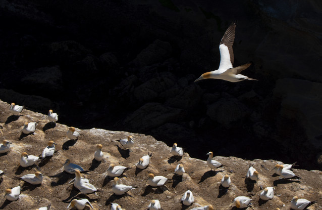 Gannet Colony