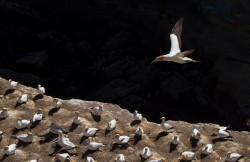 Gannet Colony