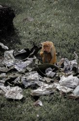 Garbage Crisis
