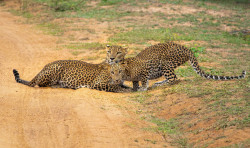 Mother's Love