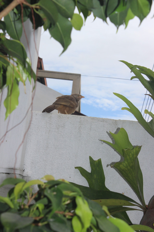 The Thinking Bird