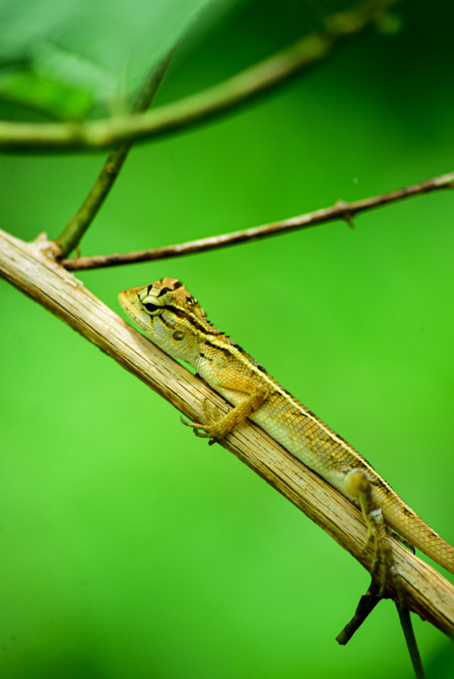 Small reptile