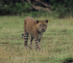 Leopard on the prowl