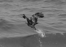 Flying Fisher