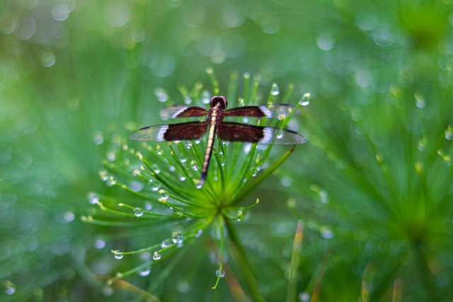 Water Jewels